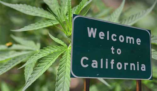 เมล็ดวัชพืชที่ปรับเปลี่ยนให้เป็นสตรีในแคลิฟอร์เนีย