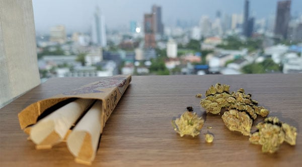 Cannabis e cones pré-laminados