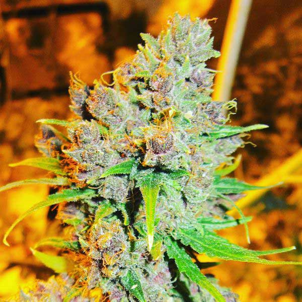 Cannatonic High CBD Weed Seeds