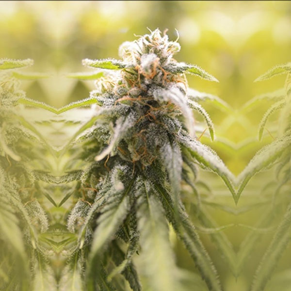 Bedst CBD Seeds 2023 afghanske