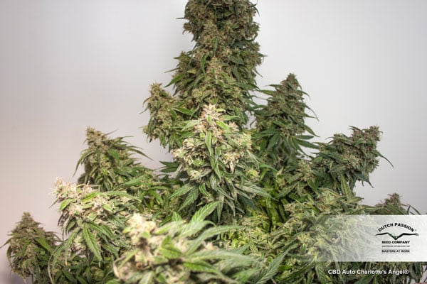 CBD Auto Charlottes Angel más alto CBD Seeds 2024