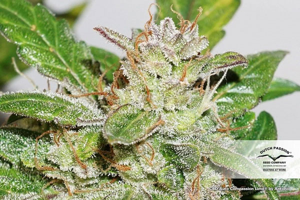 CBD Auto Compassion Lime Medical Weed Seeds