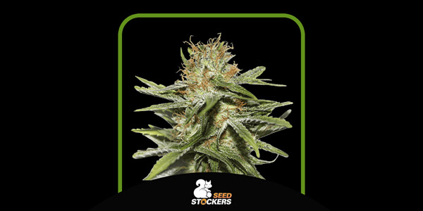 Top CBD Critical XXL CBD Seeds di 2024