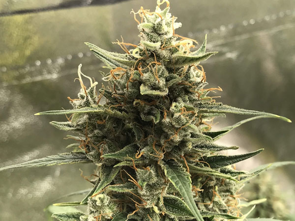 CBD Silver Lime Haze Най-добър CBD Seeds