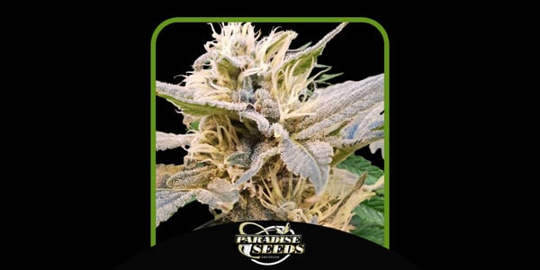 delicia CBD Paradise Seeds Mejor CDB 2024