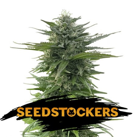 CBG Zerodue Rare Pot Strains