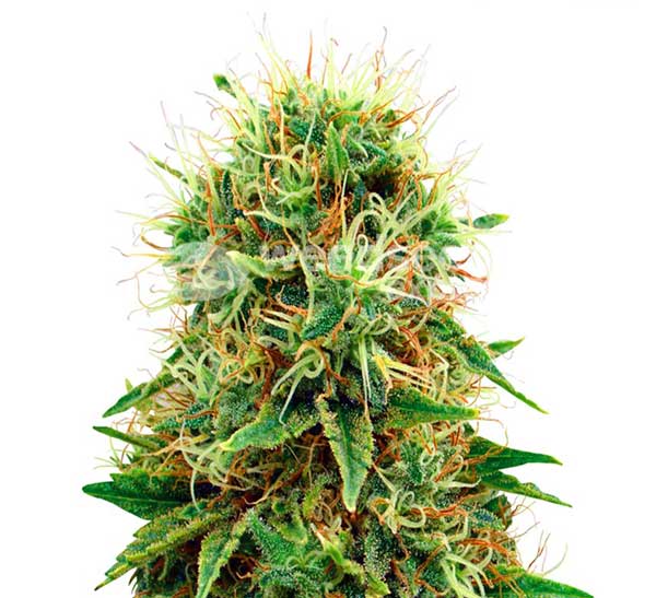 Variedad de cannabis Charlottes Web High CBD