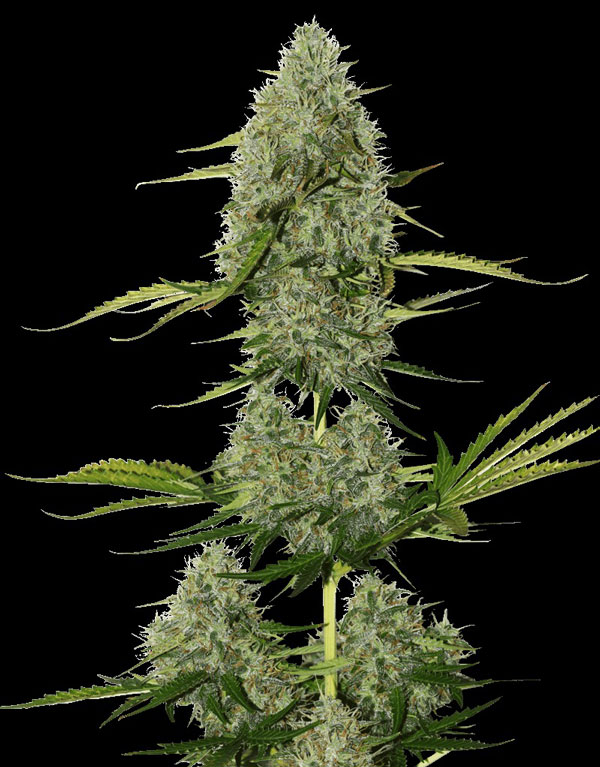 Levné samokvetoucí semena marihuany