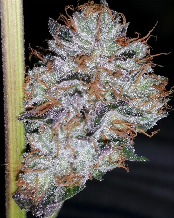 Chem 4 OG Weed Seeds Online Michigan