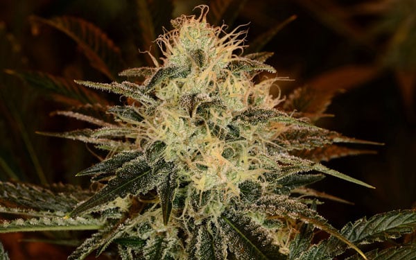 ChemDawg Cannabis Plant