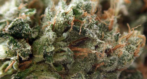 Chemdawg Seeds starke Sativa-Samen