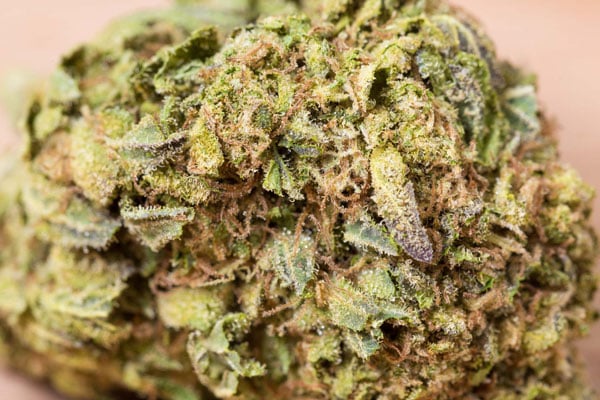 Třešňový koláč Top Marihuana Seeds