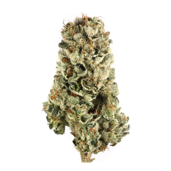 Cherry Pie Top 2024 chủng Indica vào năm XNUMX