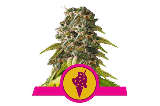 Μπισκότα Gelato Royal Queen Terpene Powerhouse