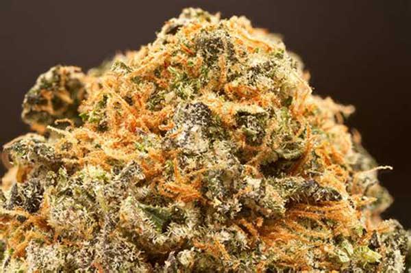 Increase in Cookies Marijuana Searches
