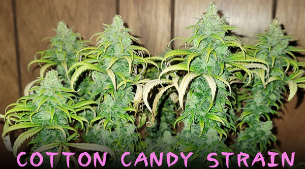 Cotton Candy Strain Top Rare Strains