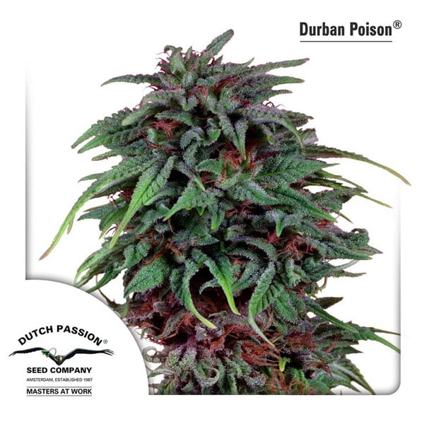 Beste Sativa-stammer i 2024 Durban Poison