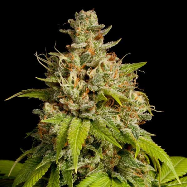 Durban Poison Oregon Ganja Seeds