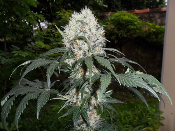 Durban Poison Seed Seeds за продажба