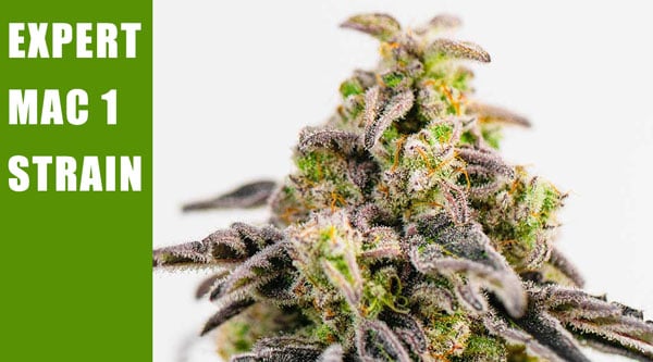 Expert Mac 1 Top 2024 Cannabis Strains