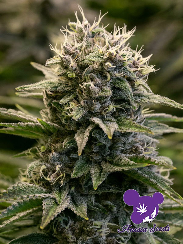 Fat Monkey Auto Top 10 Melhores Strains Automotivos