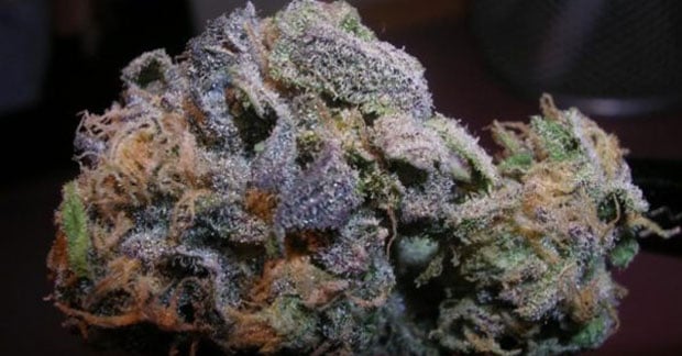 Feminized Purple Urkle