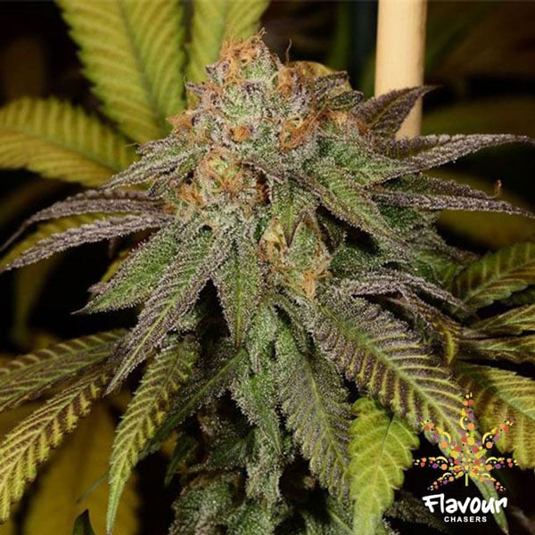 Flavor Chasers Bruce Banner Seeds a la venta