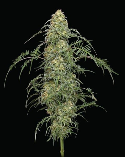 2024 Nejlepší Sativa Cannabis Seeds - Freakshow