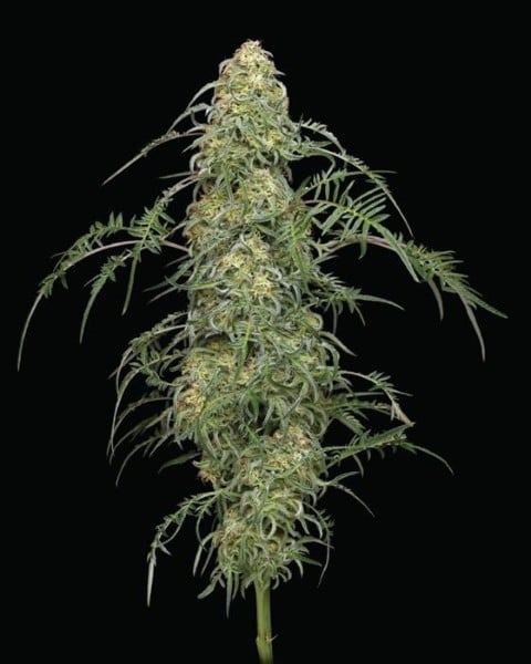 2024 Beste Sativa-cannabiszaden - Freakshow