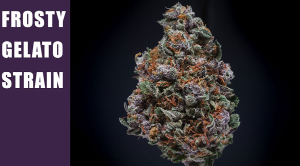 Frosty Gelato Cannabis Seed 2023