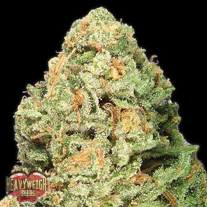 Fruit Punch Cannabis Stam Info