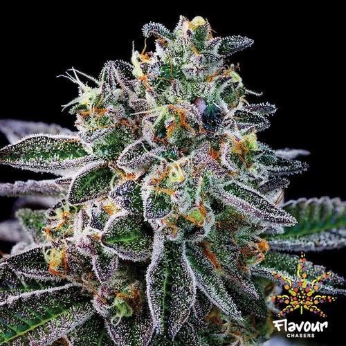 High Strength Cannabis Seeds Gelato 33