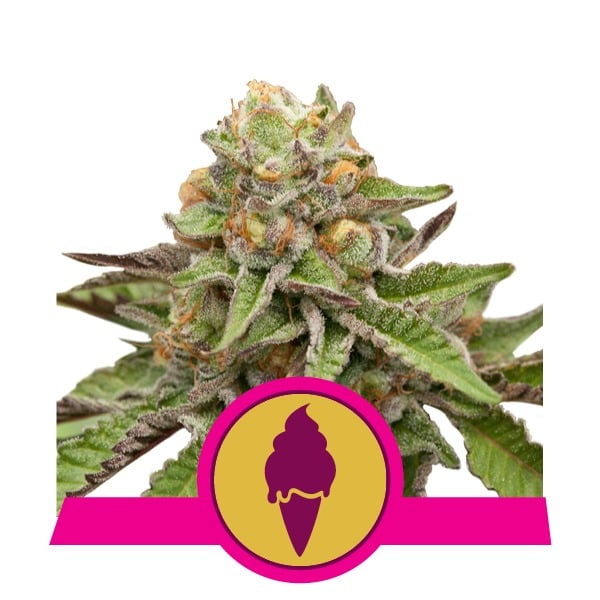 gelato Royal Queen Seeds