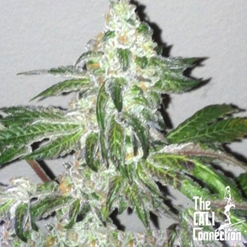 High THC Cannabis Seeds Cookies de escoteira