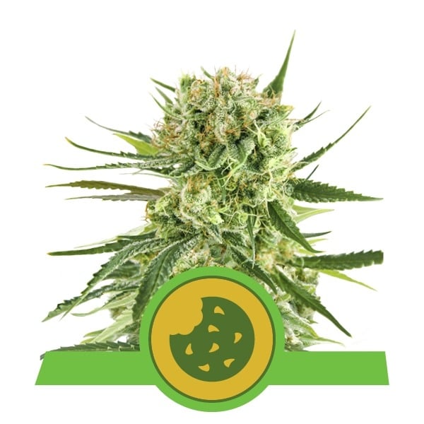 Момиче скаутски бисквитки от Royal Queen Seeds