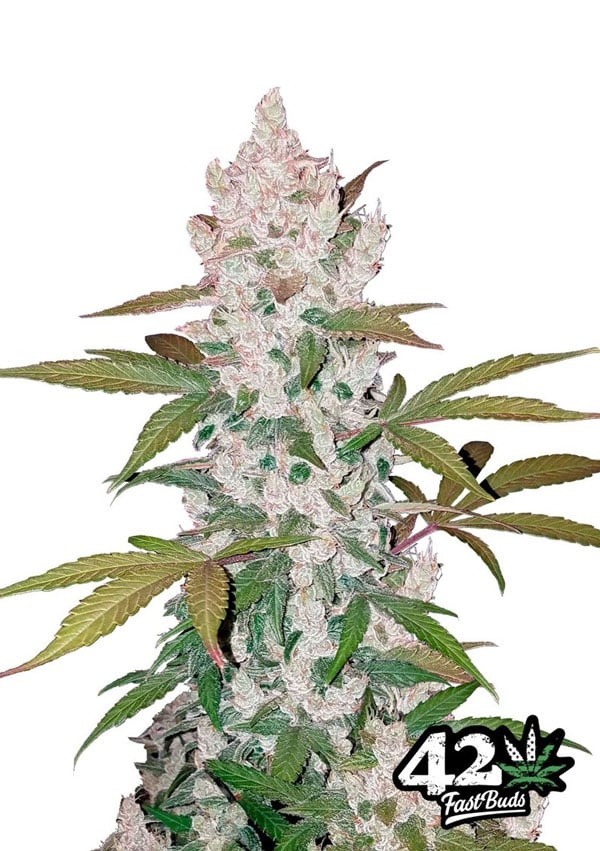 Scout Girl -keksejä Top 10 Feminized Weed -kantaa