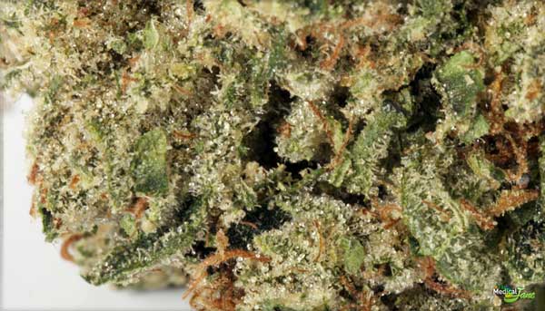 Godfather OG Seeds - mest potenta stammar