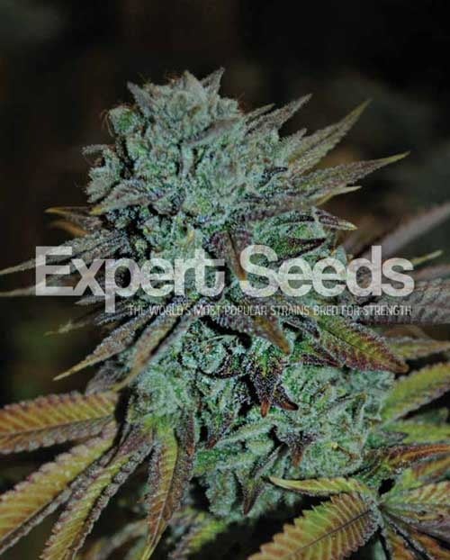 High THC Seeds Gorilla Kleber 4