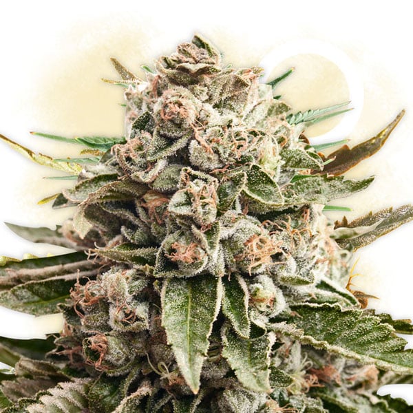 Semená Gorilla Glue Hybrid Cannabis