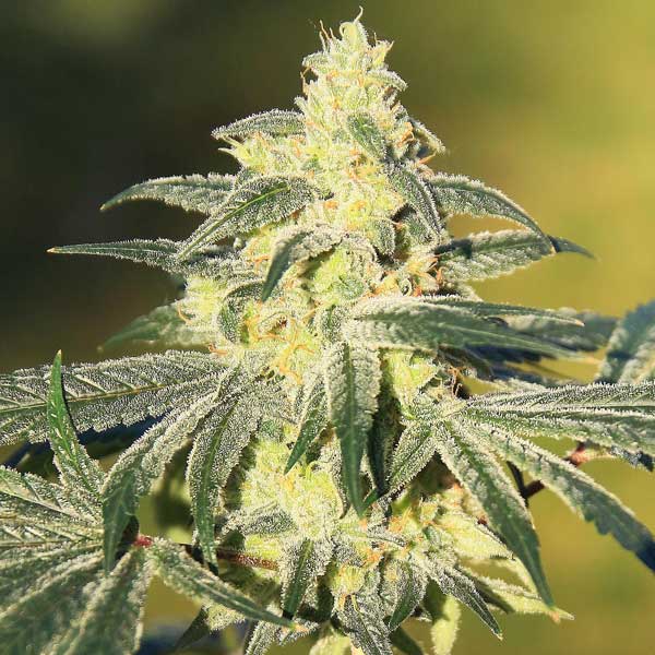 Semillas Gorilla Glue Sativa Fuerte