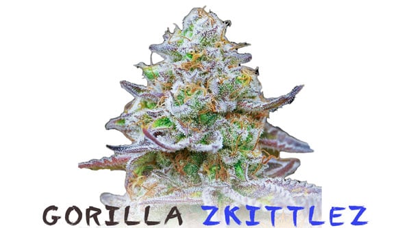 Gorila Zkittlez ceppi di marijuana rari 2023