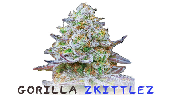 Gorila Zkittlez 희귀 마리화나 균주 2023