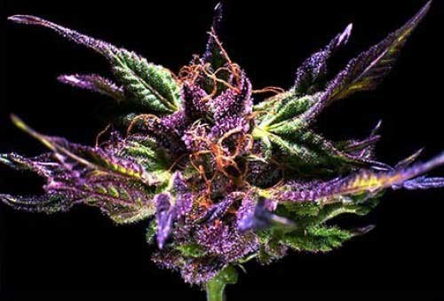 Zoete Canabis Stamt Grand Daddy Purple
