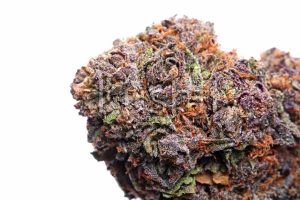 Grandaddy Purple Seeds stærkeste marihuana frø