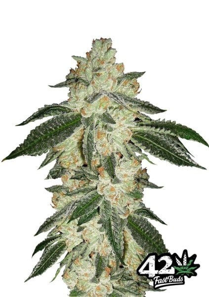 Green Crack - I migliori semi di Sweet Pot