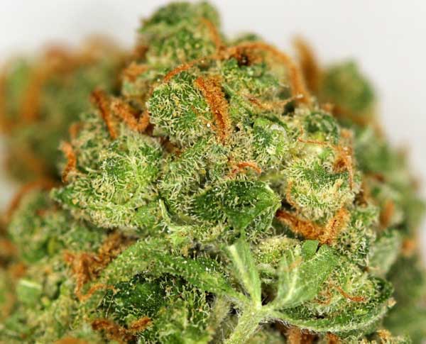 Green Crack Seeds most potent weed strains