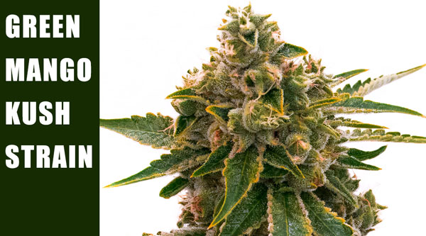 Green Mango Kush Die besten Cannabissorten 2023