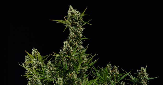 Información sobre el ponche de frutas de la variedad de cannabis Haze