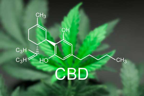 Cepas de marihuana medicinal con alto contenido de CBD en venta