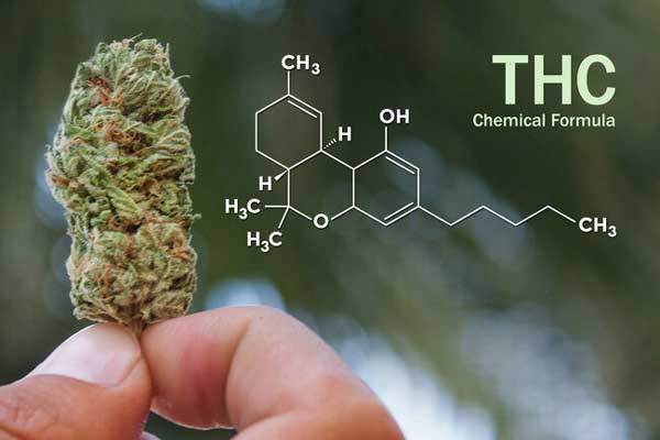 Graines de pot médical à haute teneur en THC